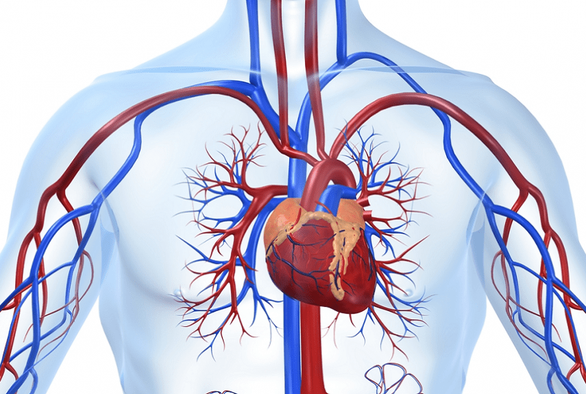 Ишемическая болезнь сердца (ИБС)