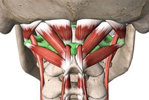 Нижняя челюсть связана с задней частью черепа, с первыми шейными позвонка¬ми и ключицами посредством подъязычной кости и сложной системы мышц